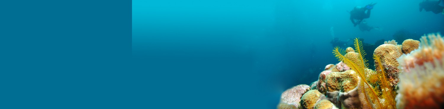 SnarkDivers
